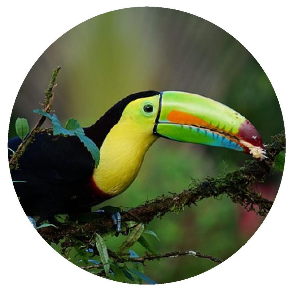 Tourisme responsabe, Toucan