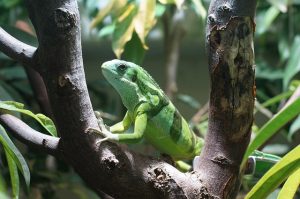 Changement climatique-îles Fidji-faune