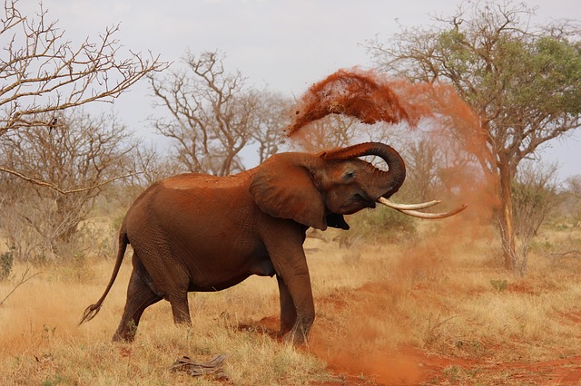 Elephant Kenya
Kenya's marine parks.