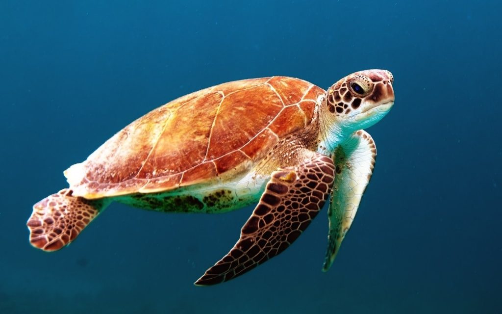 Around the World in 4 Symbolic Animals, turtle