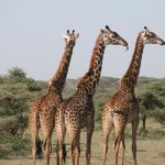 Les 10 meilleures destinations, girafes