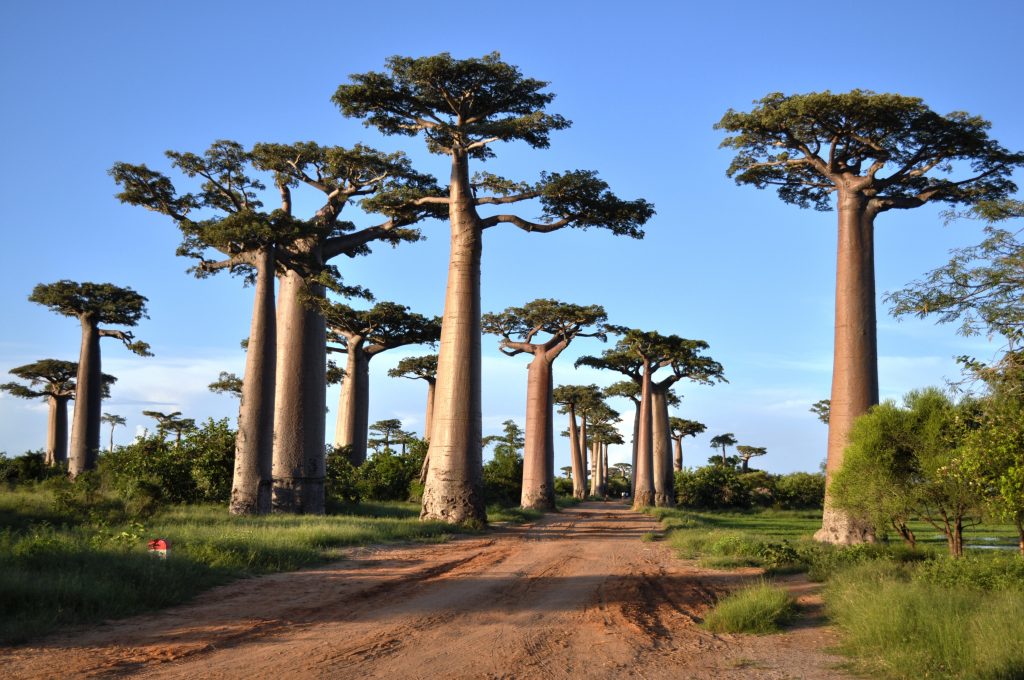 chemin-baobab-madagascar