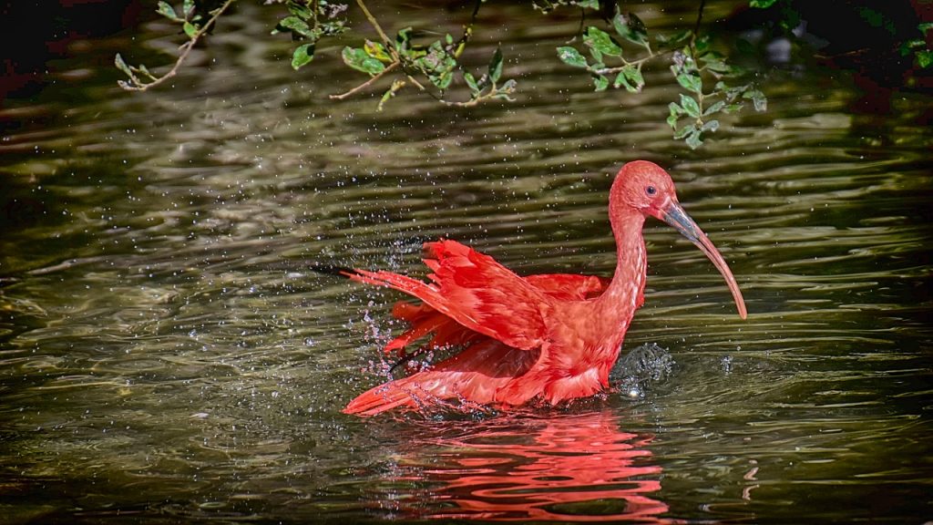 Red ibis mangrove Brazil