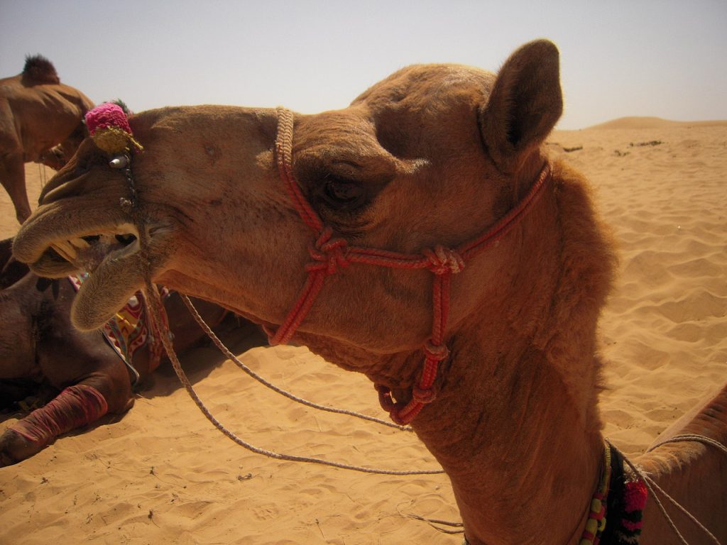 Camel resting in the desert