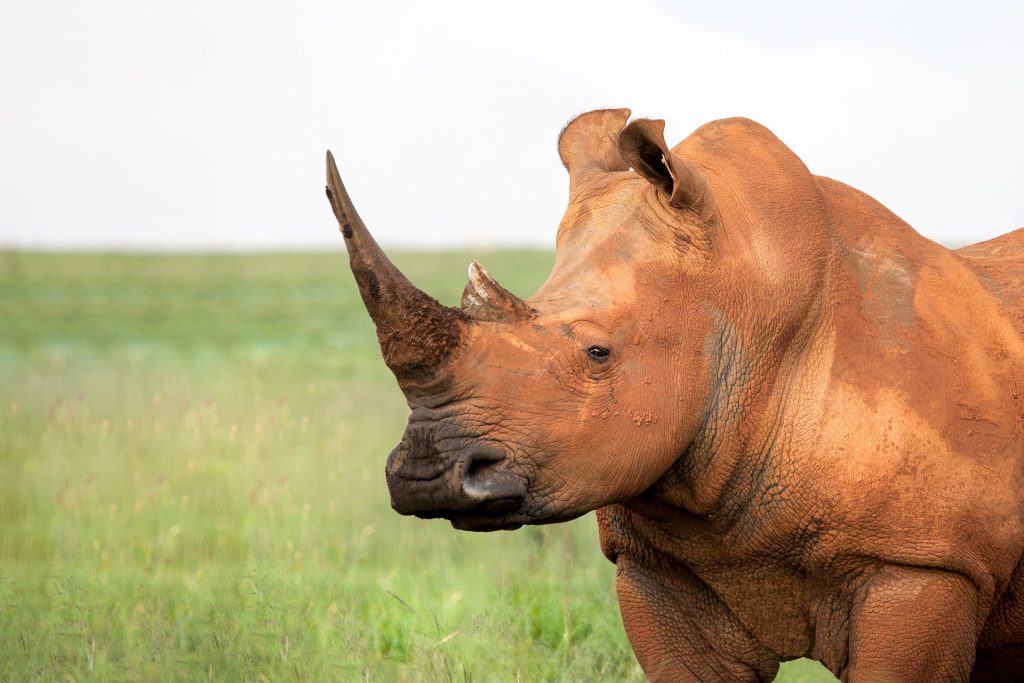 Rhinocéros préservé grâce au apports du transport aérien  