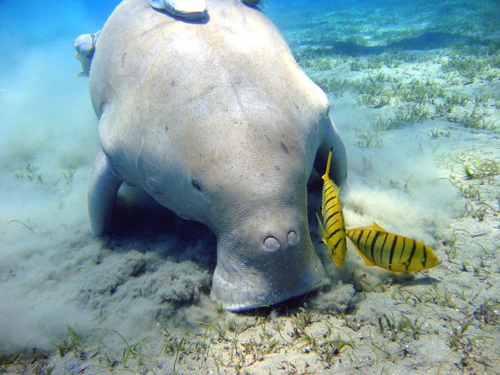 Dugong broutant le fond marin