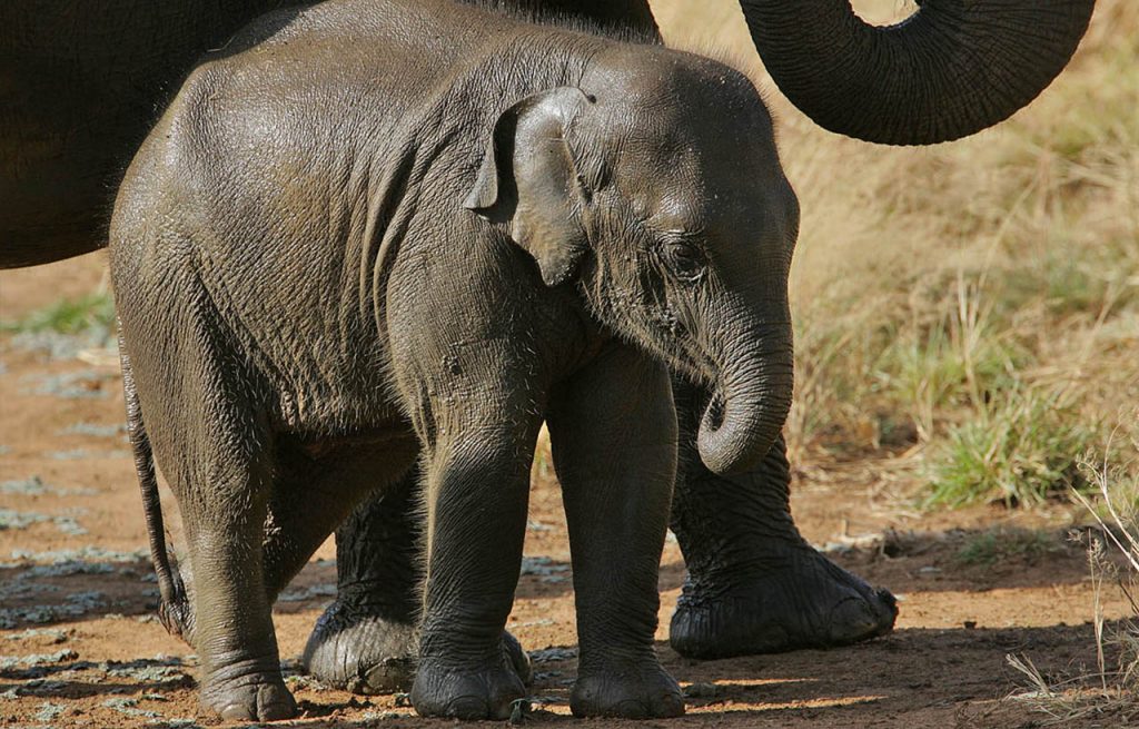 Eléphanteau du Sri Lanka