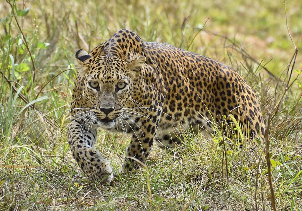 Léopard du Sri Lanka