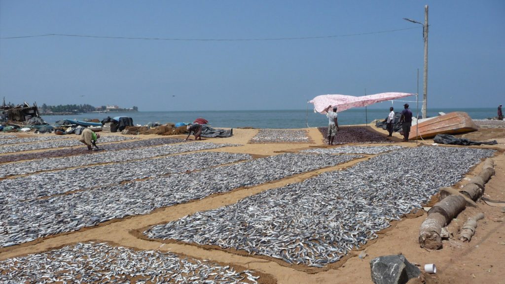 Poissons séchants sur la plage de Neogombo, Sri Lanka