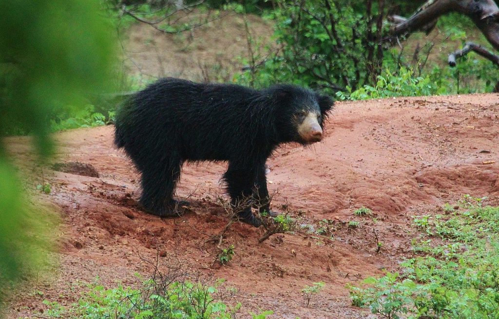 Ours paresseux du Sri Lanka