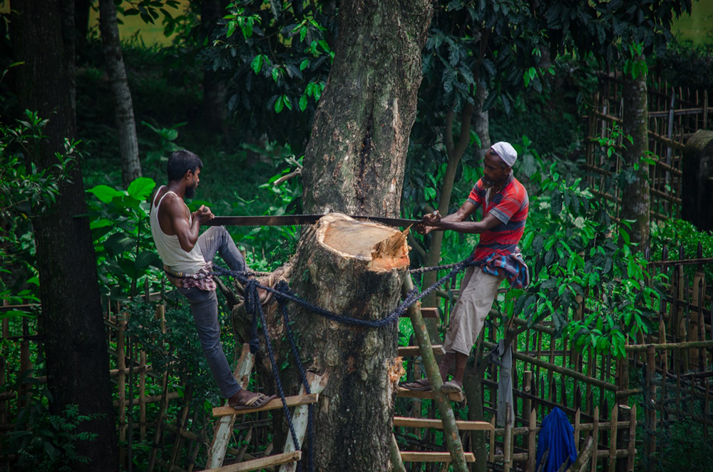 illegal-Amazonian- deforestation