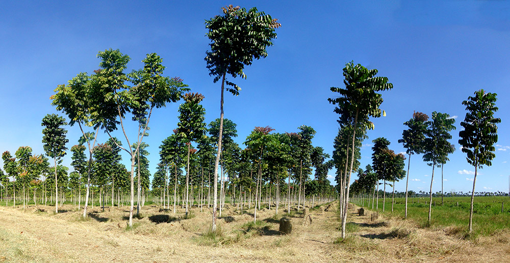 reforestation-campaign-Amazonian- deforestation