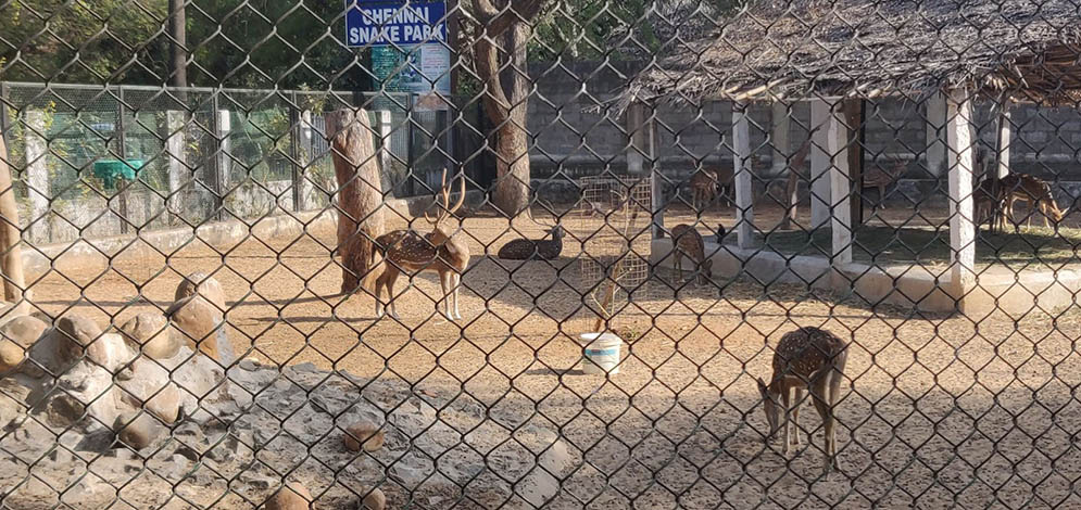  Guindy National Park at Chennai