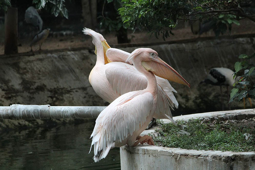 Parc national de Guindy à Chennai