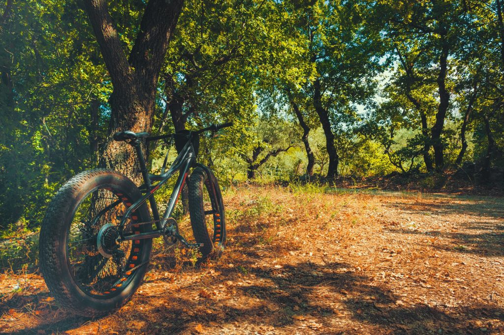 Bike against a tree in nature