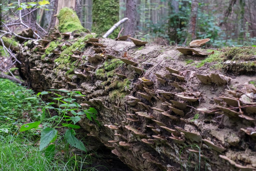 Tronc champignons et mousse dans la forêt polonaise