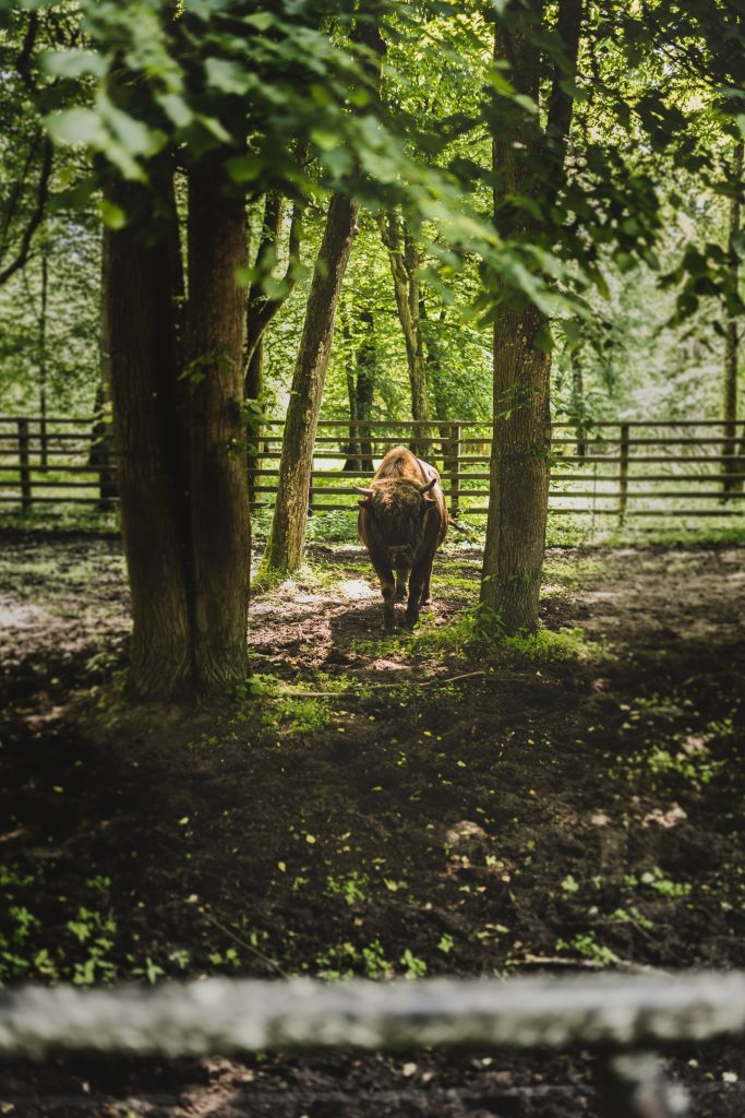 Bison in Poland