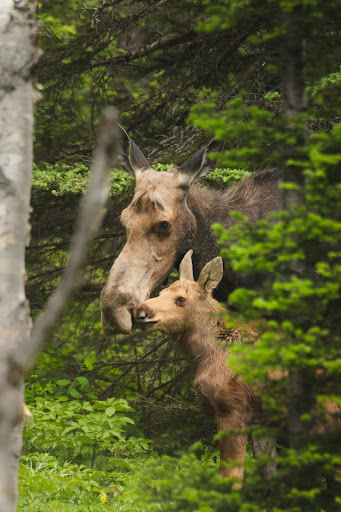 (Orignaux, Mont Ernest Laforce, Canada, ©Thomas Doucet) 