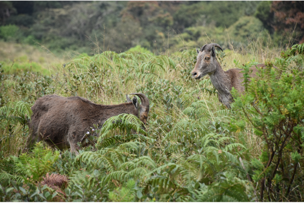 Nilgiri Tahr, India, ©canva