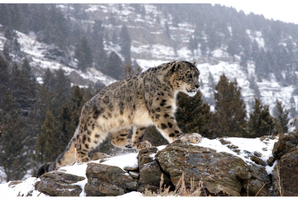 White panther, India, ©canva