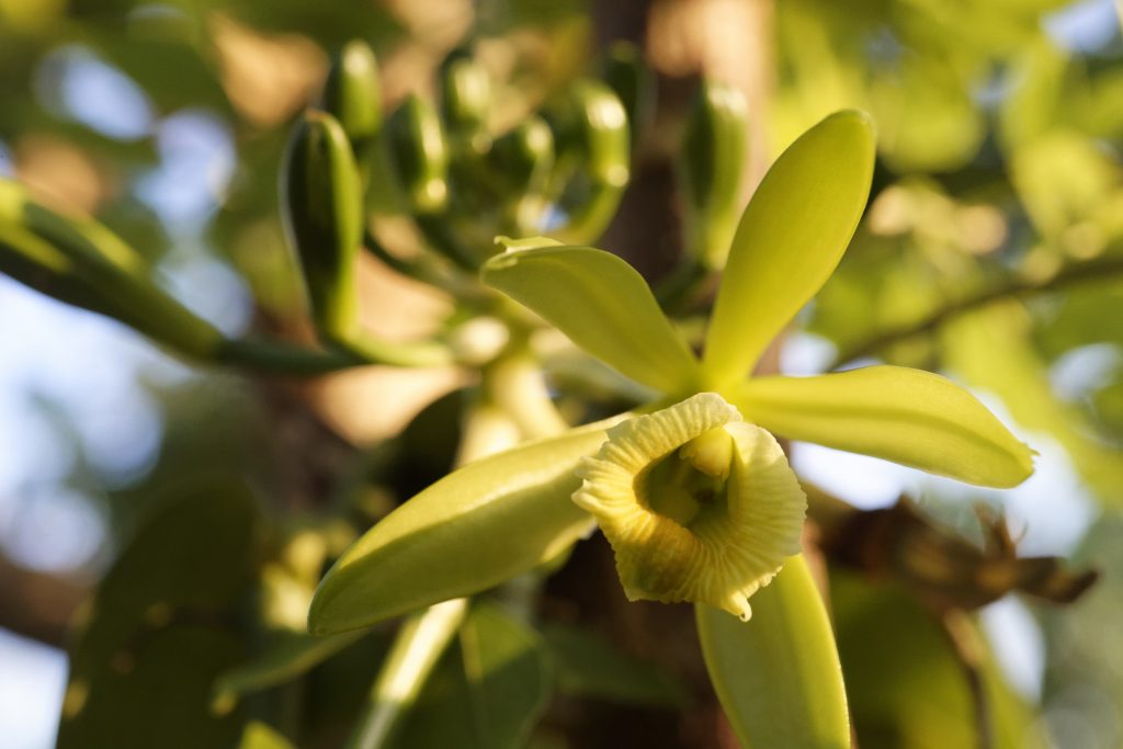 Photo d'une fleur de vanille à Madagascar.