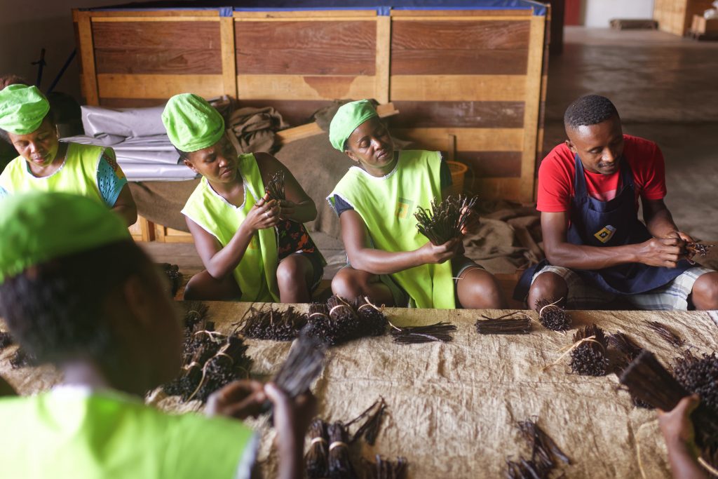 Photo du traitement final des gousses de vanille, Domaine d’Ambohimanitra, Madagascar