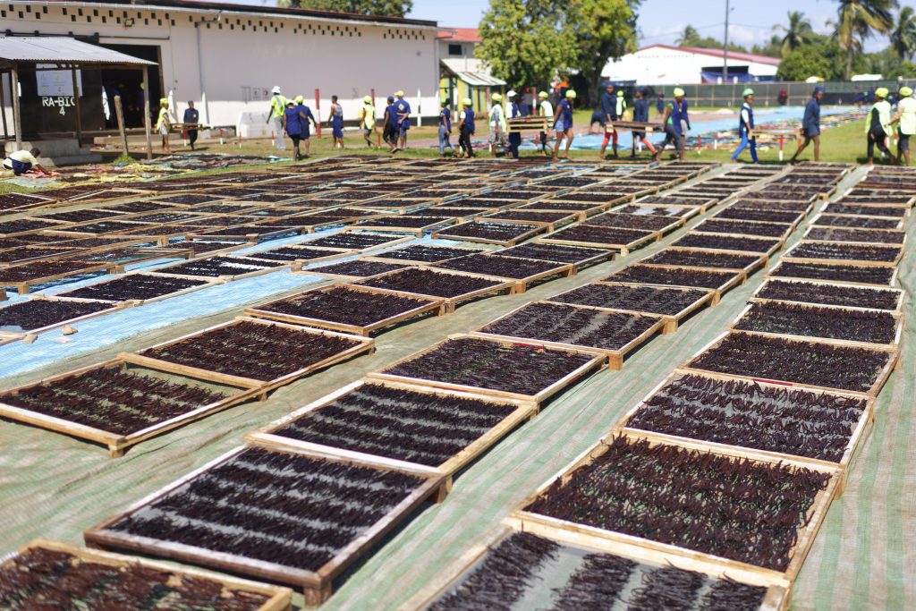 Photo du séchage des gousses de vanilles, Domaine d’Ambohimanitra, Madagascar