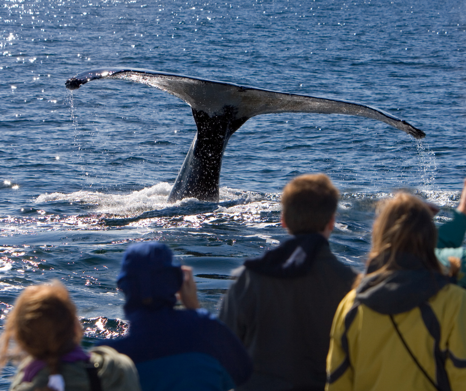 whale watching
