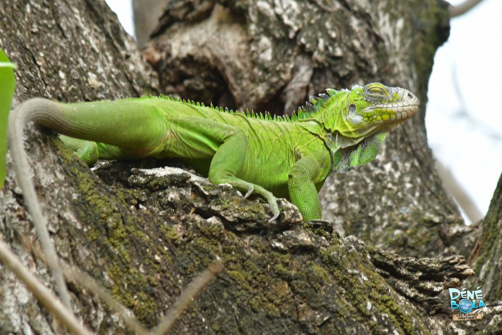 (Iguane Delicatissima, Baie du Robert, Martinique, ©Dénébola)