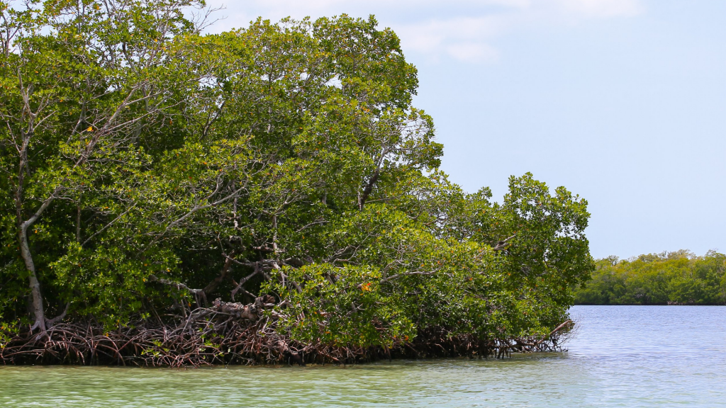 (Mangrove, Martinique, ©Canva)