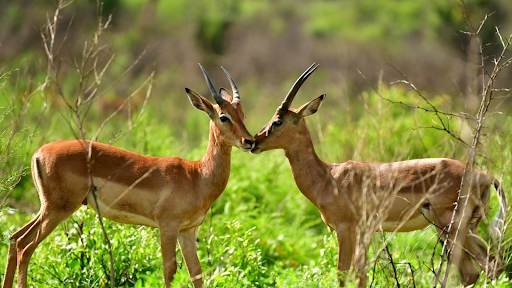 Amakhala Game Reserve, South Africa