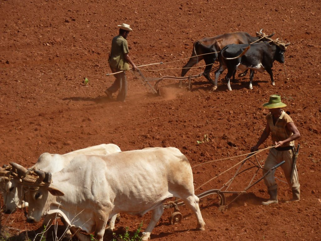 (Agriculteurs labourant son champ grâce à leurs boeufs, Cuba, ©R-evolution)