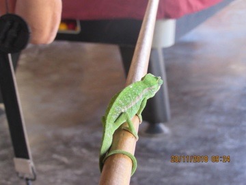 Espèce endémique de caméléon de Madagascar
Madagascar-authentique-île