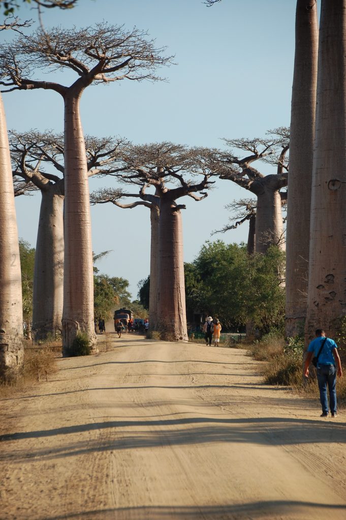 Allée de baobabs. Une image authentique de Madagascar
Madagascar-authentique-île