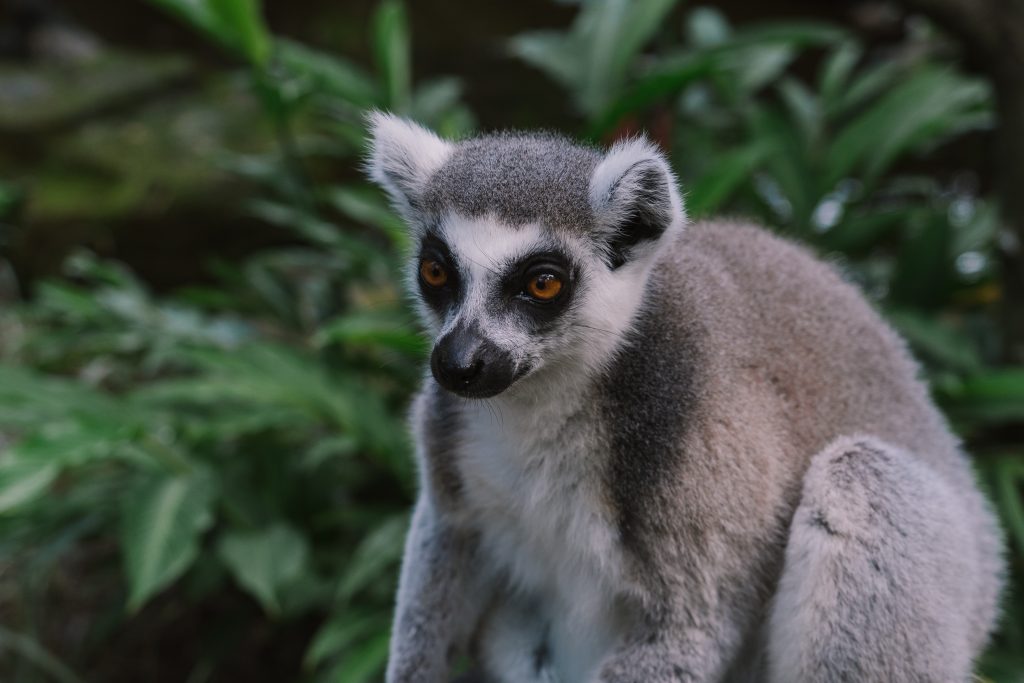 Lémurien de Madagascar
Madagascar-authentique-île