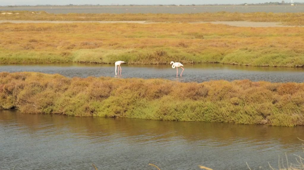 A vélo en Camargue 