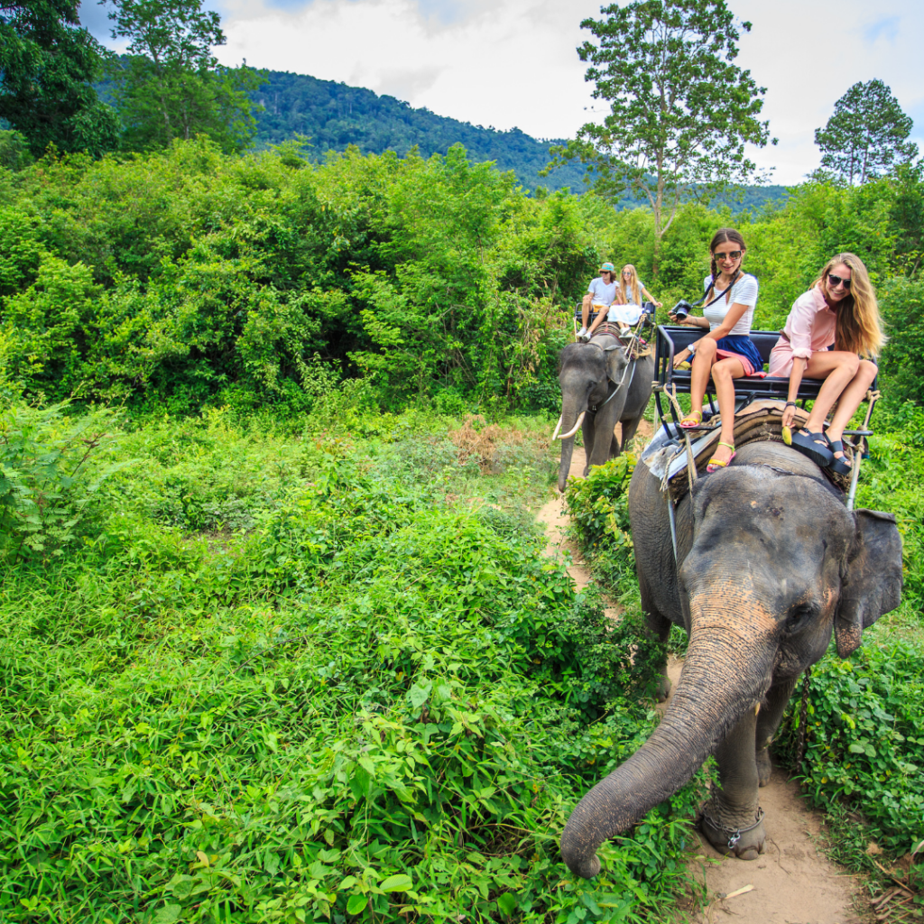 L’éléphant, un animal sauvage exploité pour le tourisme ©Canva