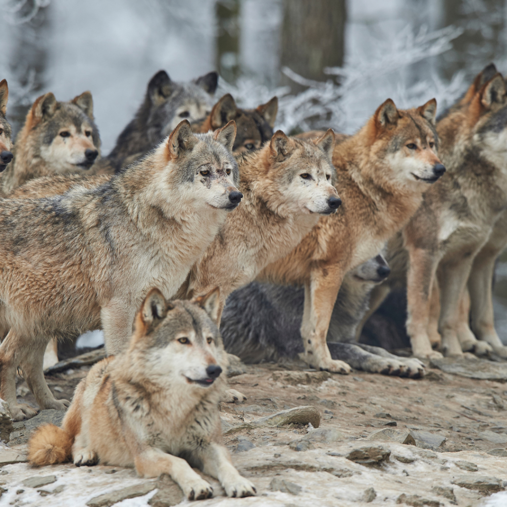 loups du yellowstone