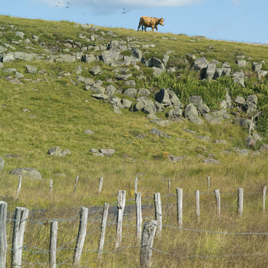 L'Aubrac, tourisme durable, Massif Central 