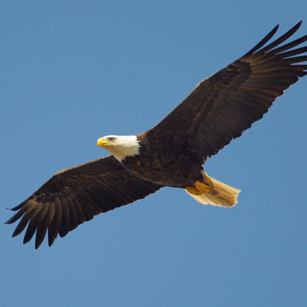 Aigle dans le Haut Languedoc Hérault et Tarn Tourisme durable 