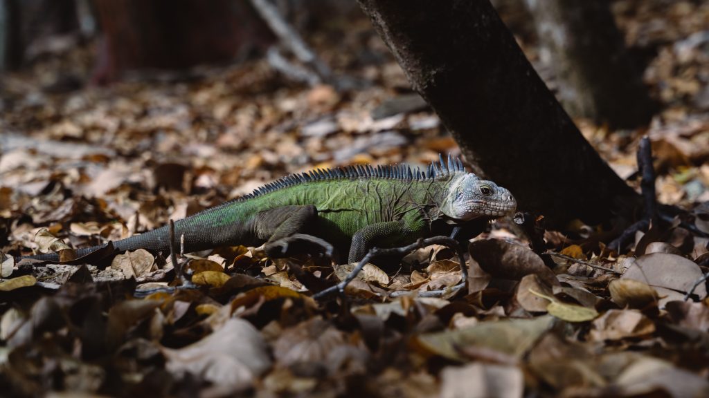 Mangrove de Martinique iguane délicatissima 