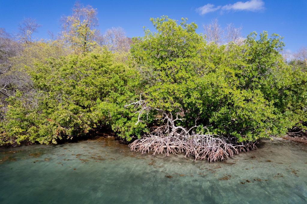 Mangrove de Martinique @Dénébola