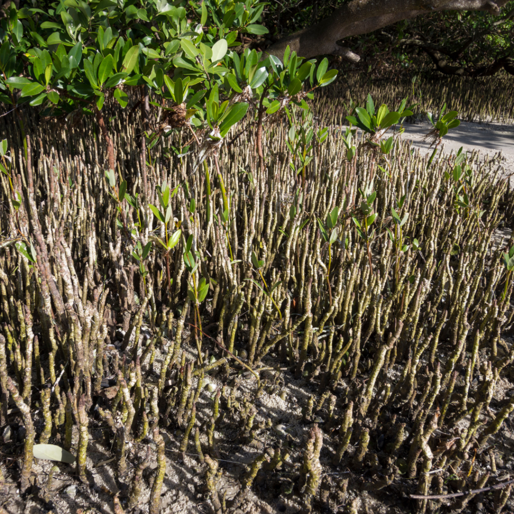 Pneumatophores Mangrove de Martinique