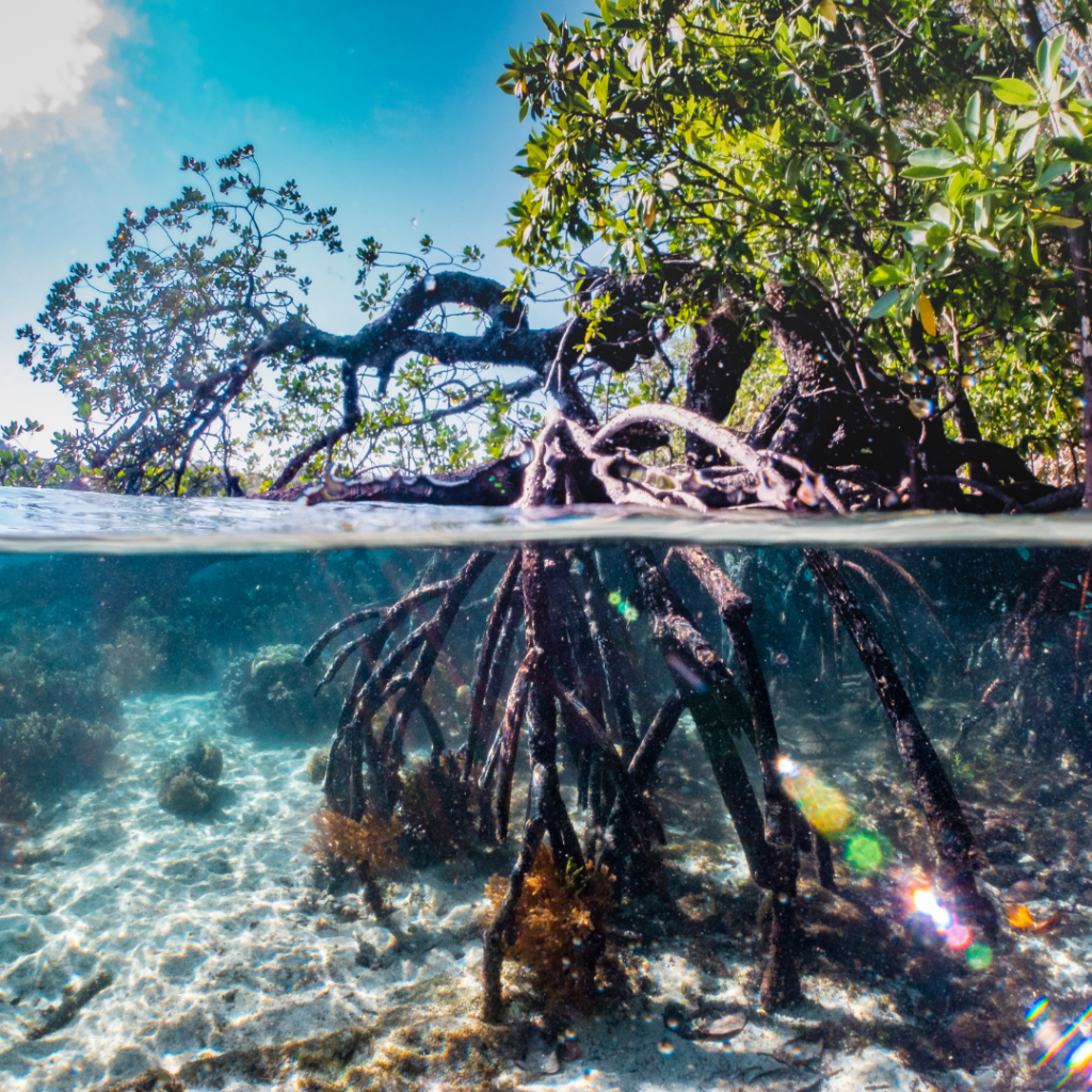 Mangrove de Martinique racines 