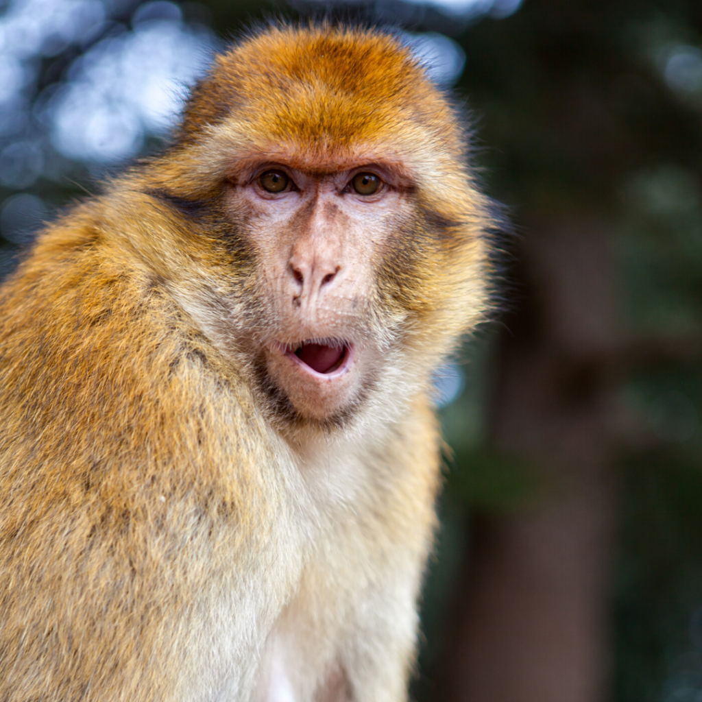 macaque de barbarie tourisme animalier