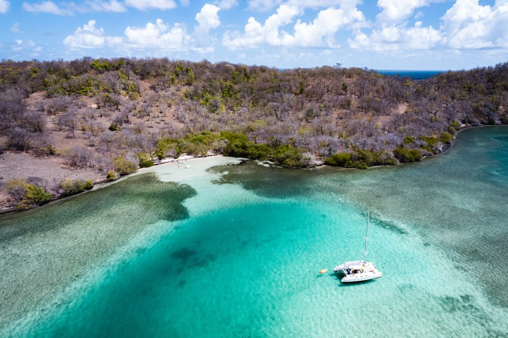 Mangrove de Martinique