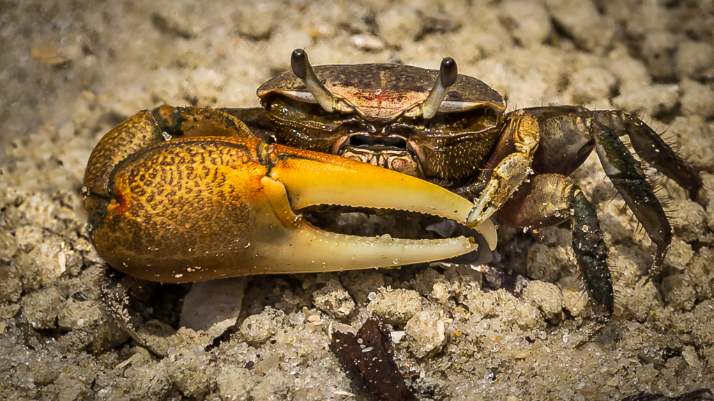 Mangrove de Martinique Crabe violoniste @Canva