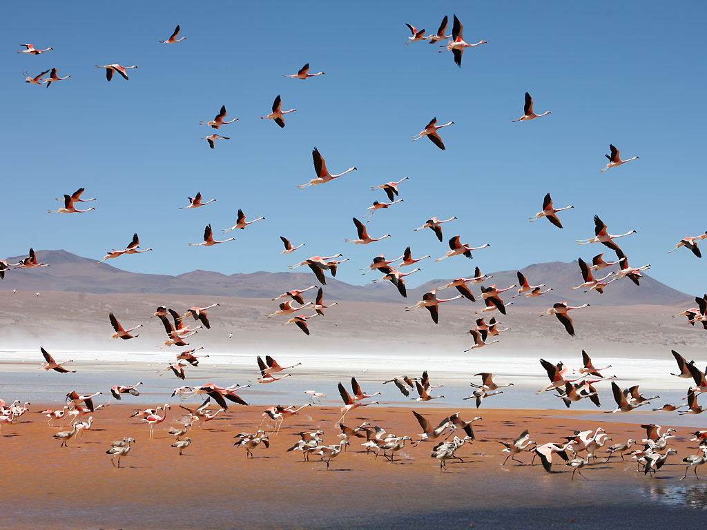 Laguna-colorada, bolivie 