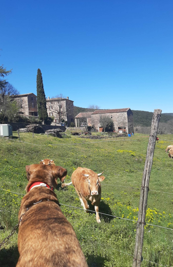 Voyage durable en itinérance dans les Cévennes