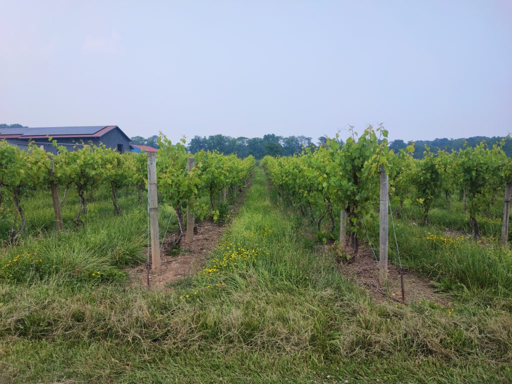  Lakewood Vineyards  at Finger Lake Wine Train, NY State